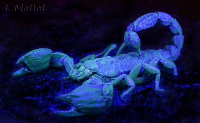 _MG_5043R