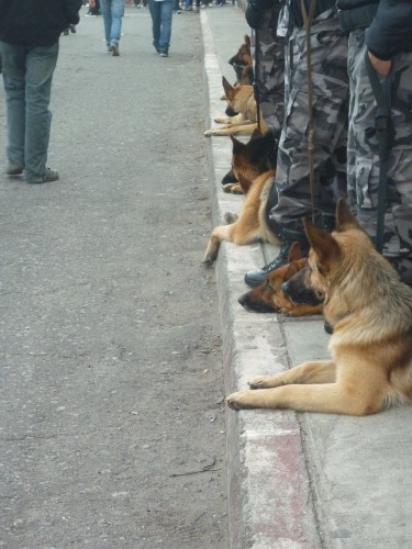 Fila de perros