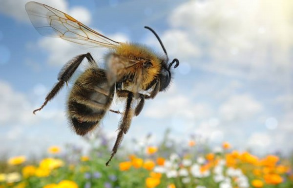 bee flyng