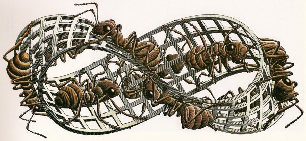 vida-secreta-insectos-5-600x277