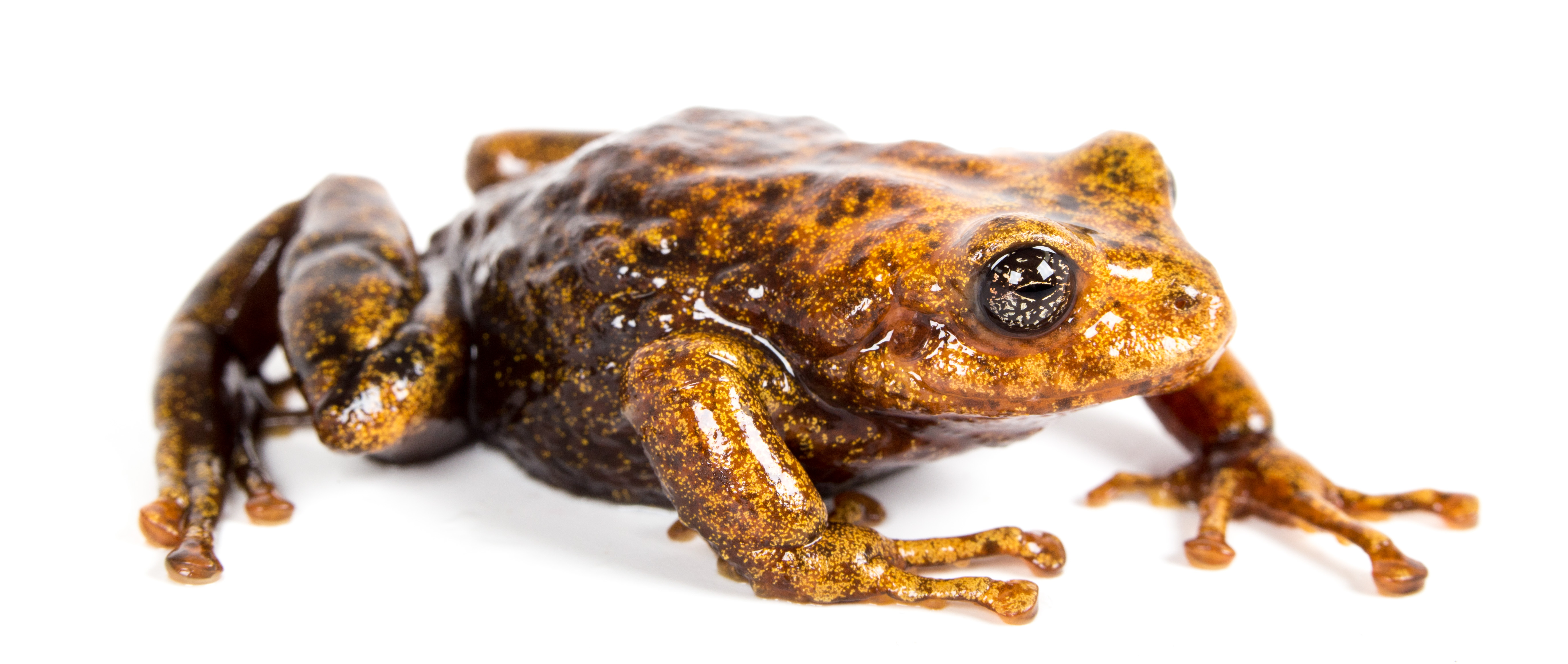 ranas
