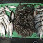 tilapia