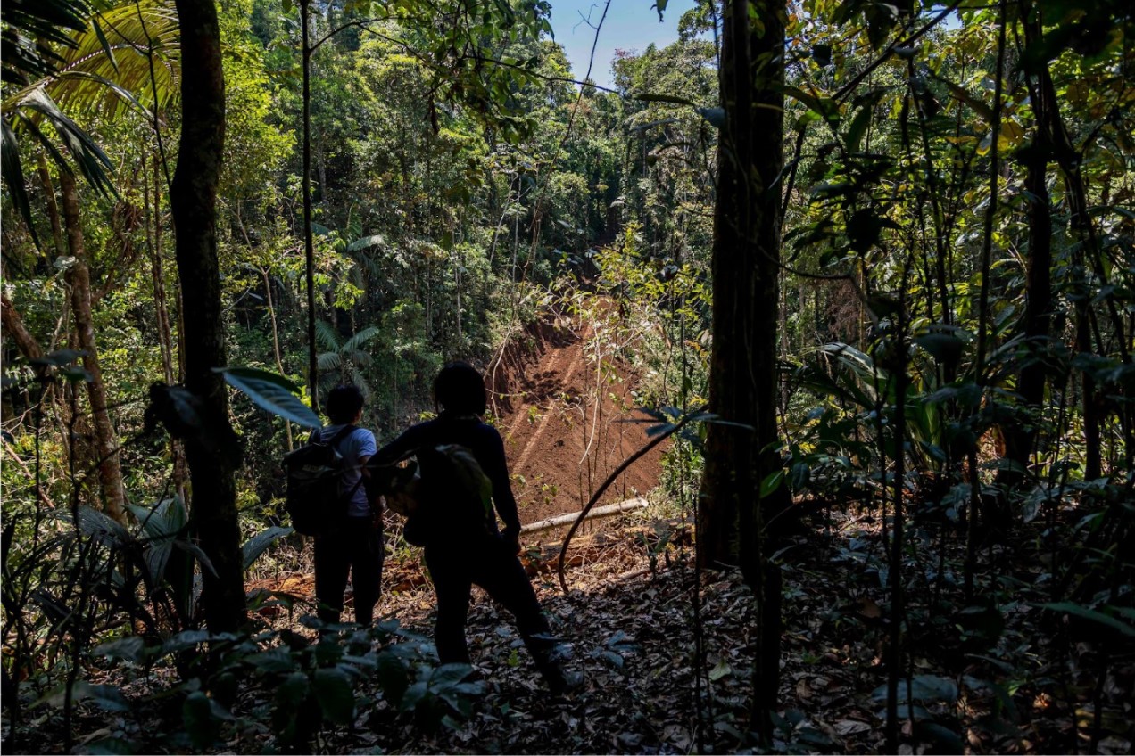 Nuevos caminos deforestan territorio waorani