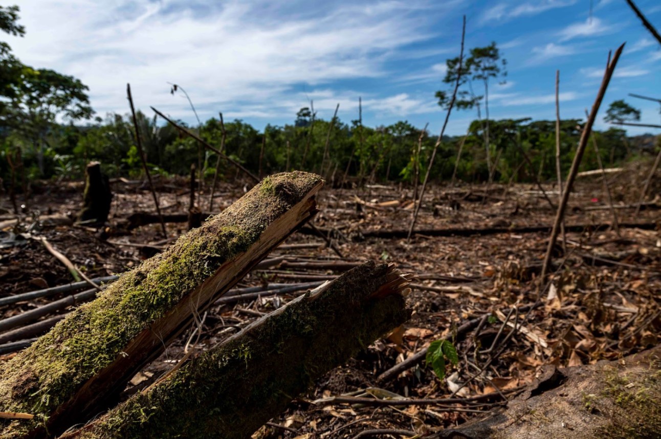 Nuevos caminos deforestan territorio waorani
