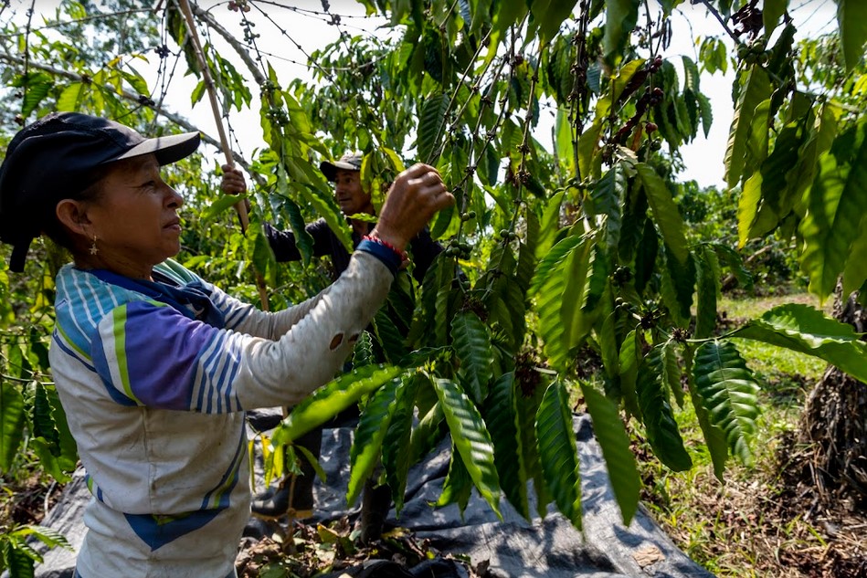 La agroecología enfrenta a la deforestación en el Yasuní