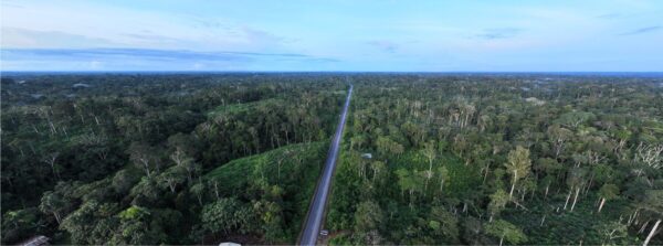 Palma africana y balsa
