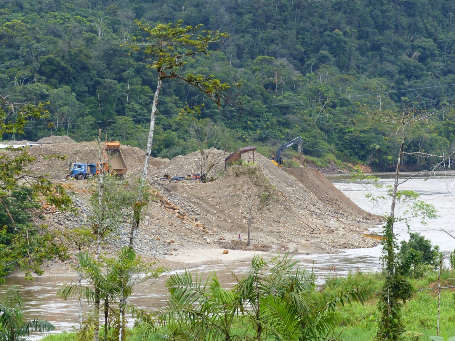 El oro no tiene semilla