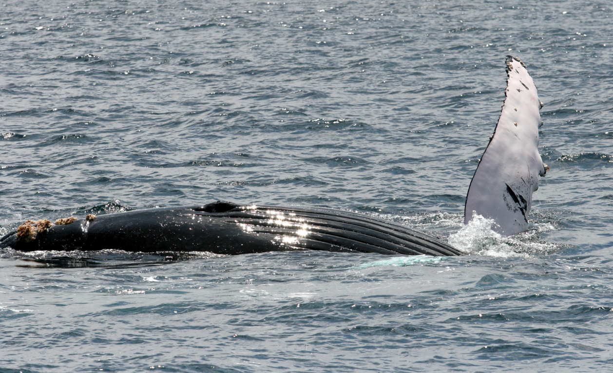 Ballenas jorobadas