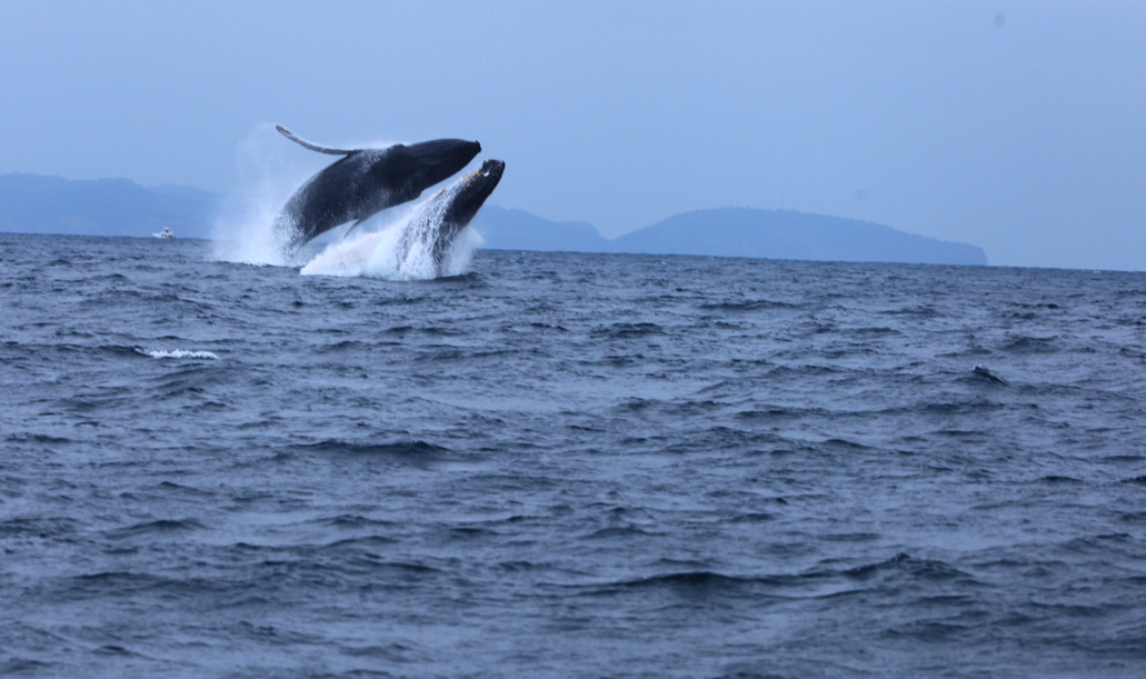 Ballenas jorobadas