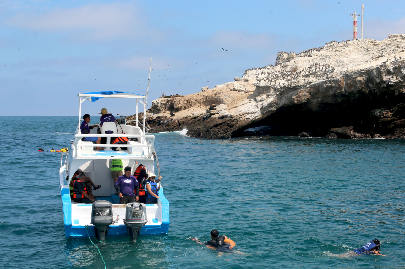 Ballenas jorobadas