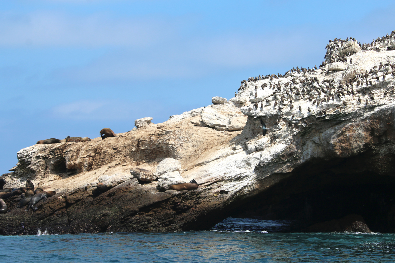 Ballenas jorobadas