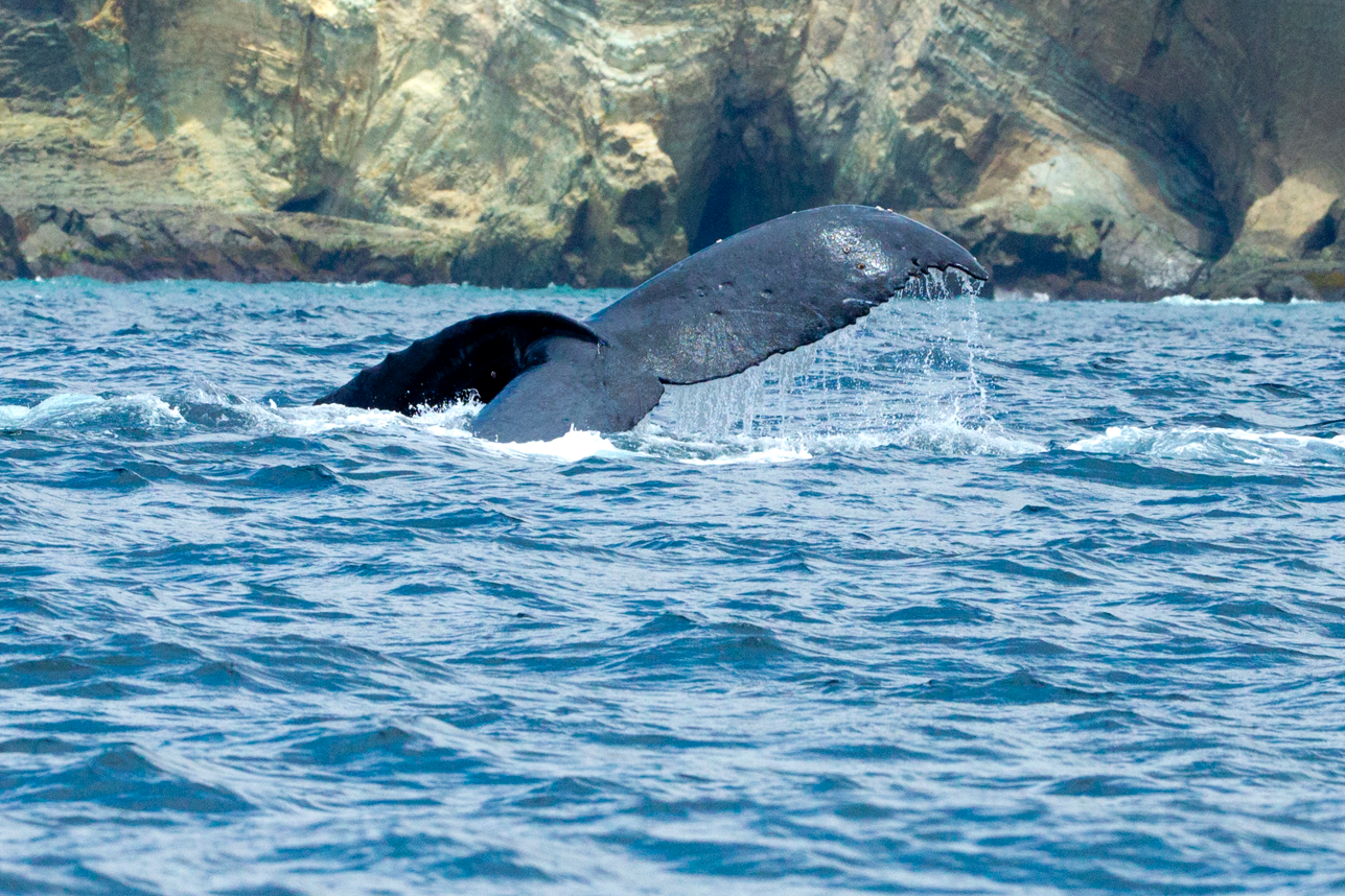Ballenas jorobadas