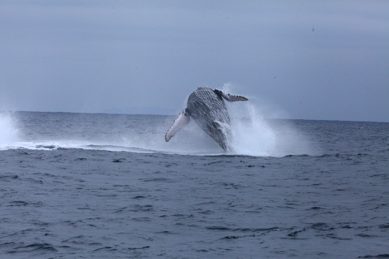 Ballenas jorobadas